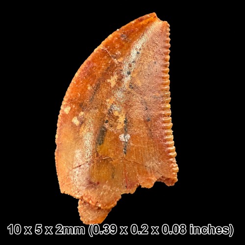 Genuine raptor dinosaur tooth - genuine,