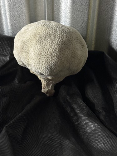 1960 vintage brain - vintage, coral