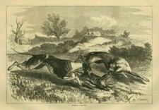 GREYHOUND DOGS COURSING RABBIT
