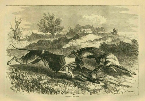 Greyhound dogs coursing - greyhound, rabbit