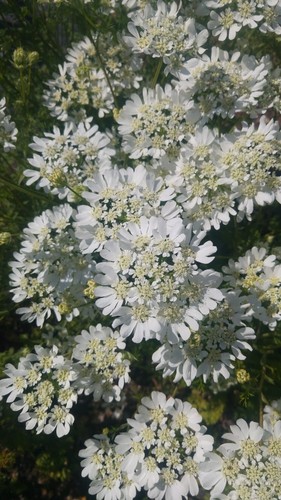 Orlaya grandiflora fresh - orlaya,