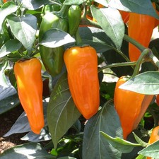 Chilli Pepper Orange Spice