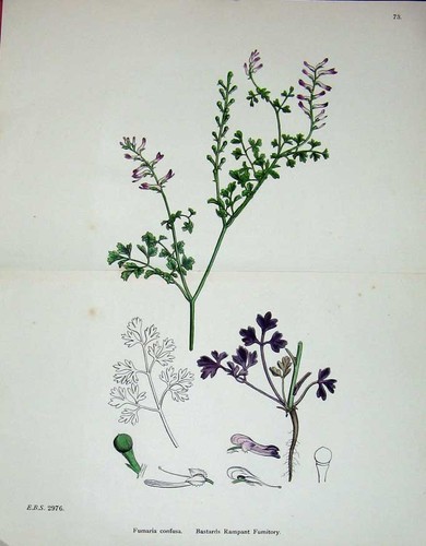 Original old antique print - old,