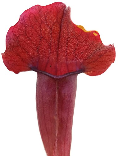 Sarracenia chelsonii pitcher - chelsonii,