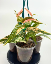 Ficus sagittata 'Pink Variegated' 13cm pot rare live indoor collector houseplant