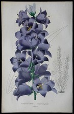 1842 tall bellflower - 1842,