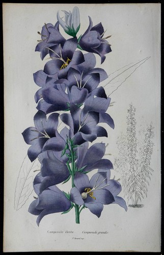 1842 tall bellflower - 1842,