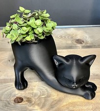 Callisia repens  in Cat Plant