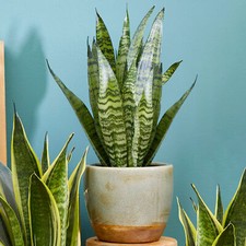 30-40cm Potted Sansevieria Black Coral | Premium Snake Plant for Sale