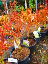 3ft inc. pot Japanese Maple