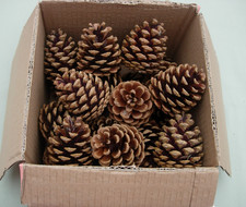 24 PINE/FIR CONES-6cms CLEAN