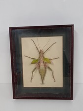 Large Malaysian tree nymph in wooden frame (09)