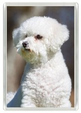 BICHON FRISE BEAUTIFUL DOG