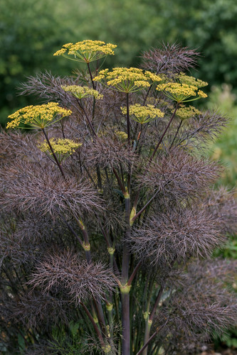 Fennel bronze herb plug - x,