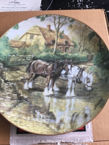 Shire horse plate taking - shire, a
