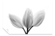 Bright White Tulip Flowers Artistic Poster Wall Art Home Decor