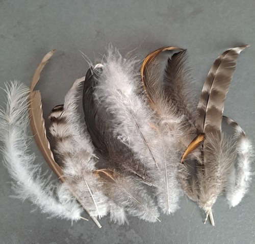 Natural orpington feathers - orpington,