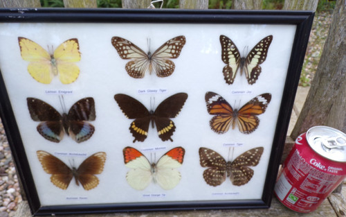 Vintage framed butterfly - vintage,