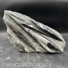 Fossil orthoceras slab in