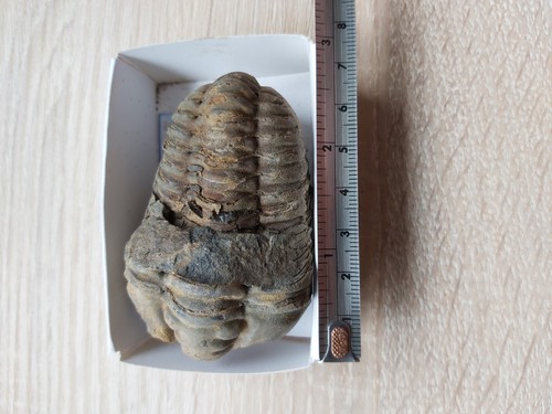 Trilobite fossil - trilobite,