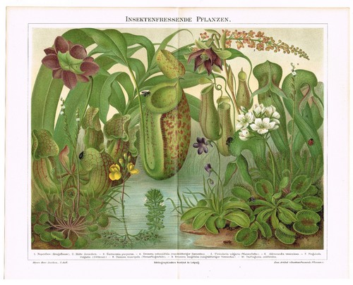 Carnivorous plants antique - plants,