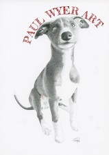 Whippet Sighthound Pup Dog -