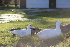 12 Hatching duck Eggs Mixed