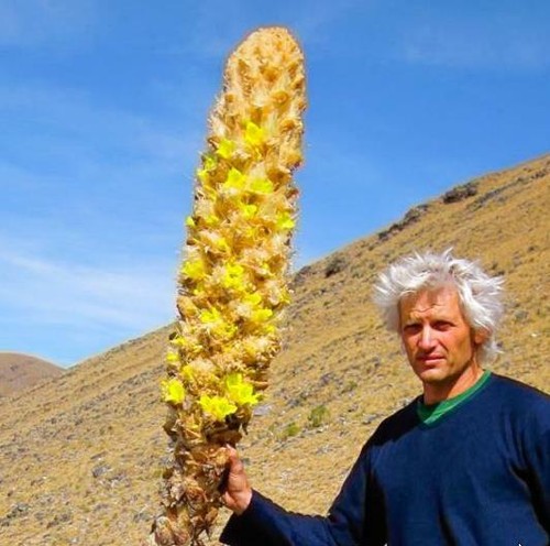 Puya yakespala - puya, yakespala,