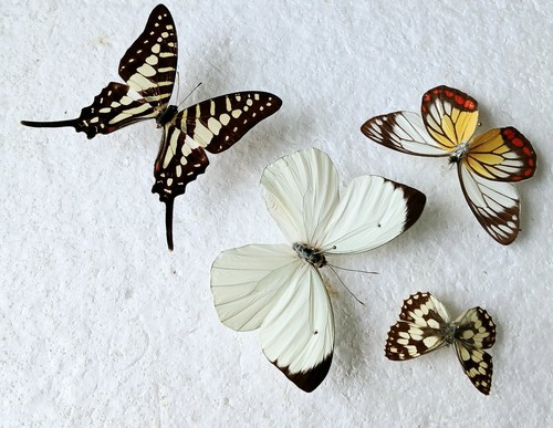 Butterfly collection set - butterfly,