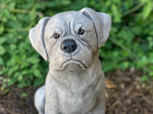 Concrete boxer dog - concrete,