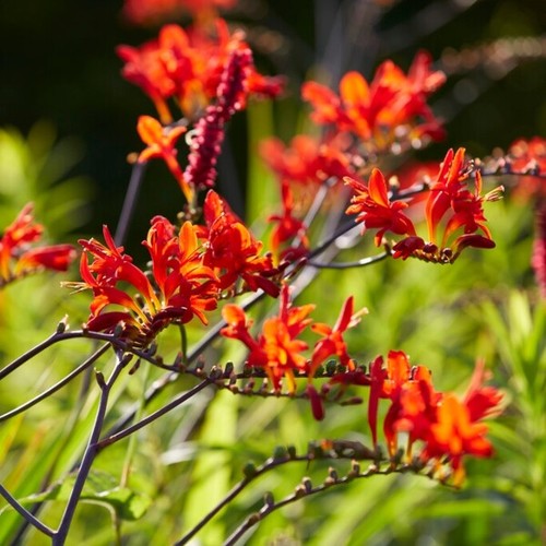 Crocosmia lucifer scarlet - lucifer,