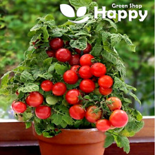 BALCONY TOMATO SEEDS - Tomato