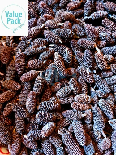 Alder cones - alder,