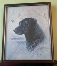 Black Labrador Framed Picture