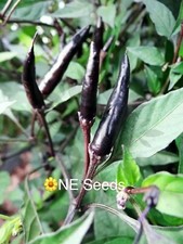 ? Bangladeshi Kala Morich Seeds, Khala, Krishno, Black Devil Chilli HOT ? 