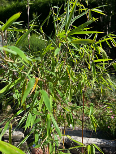 Fargesia potted clumping