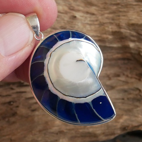 Medium size blue nautilus - size,
