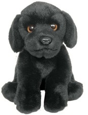 Black labrador teddy - labrador,