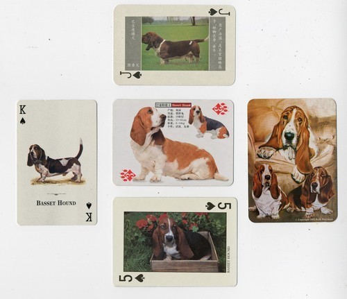 Basset hound single dog - basset,