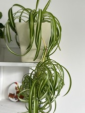 Spider Plant Chlorophytum With Babies, Indoor Plant Pot(excluded Outside Pot)