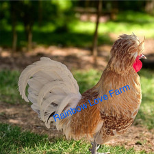 Assorted polish chicken - polish,