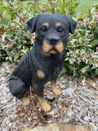 Rotti rottweiler statue puppy - rottweiler,