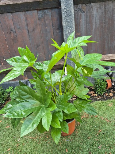 Fatsia japonica live plant - japonica,