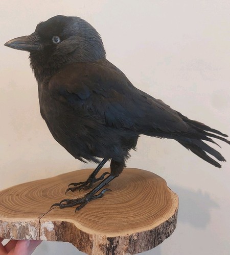 Taxidermy jack daw wood - taxidermy, on
