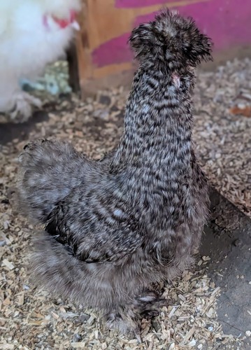 Silkie chicken fertile - chicken,