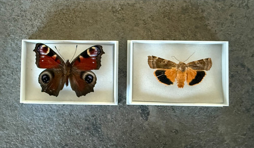 Peacock butterfly and - and, broad