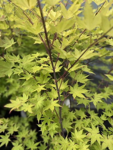Acer palmatum summer gold - acer,