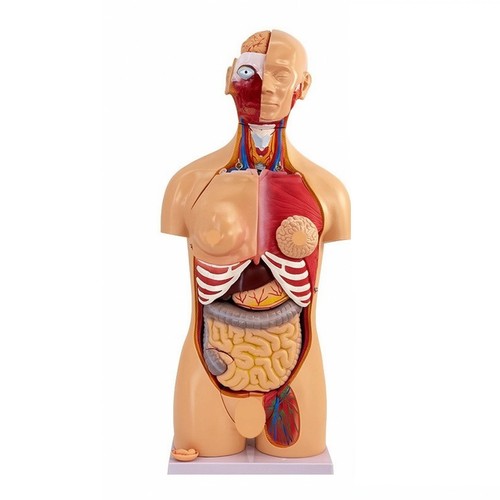 Pvc anatomical torso - pvc,