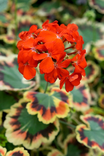 Lrg geranium variegated - ×6,