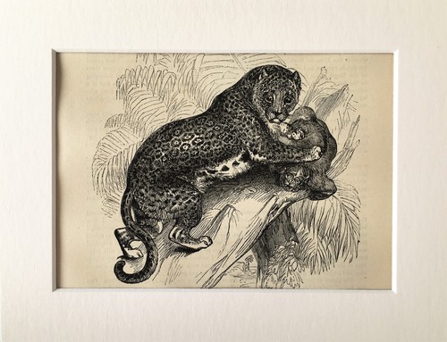 Jaguar big cat print - jaguar, c.1880